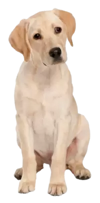 كلاب للبيع في نيوزيلندا : أفضل الأسعار