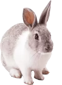 ارانب للبيع في نيوزيلندا : أفضل الأسعار