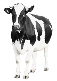 أبقار للبيع في نيوزيلندا : أفضل الأسعار