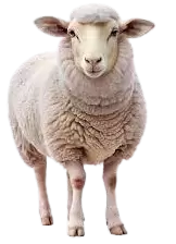 خرفان و اغنام للبيع في نيوزيلندا