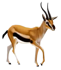 غزلان للبيع في نيوزيلندا : أفضل الأسعار