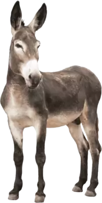 حمير للبيع في نيوزيلندا : أفضل الأسعار