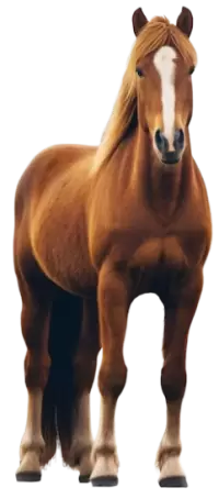 خيل للبيع في نيوزيلندا : أفضل الأسعار