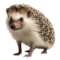 قنافذ للبيع في نيوزيلندا : أفضل الأسعار