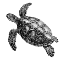 سلاحف و زواحف للبيع في نيوزيلندا