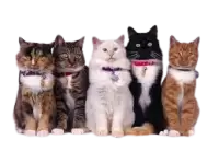 حيوانات للتبني فى نيوزيلندا