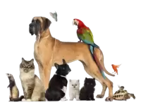 حيوانات اخرى للبيع فى نيوزيلندا