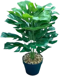 بذور و فسائل صغيرة فى نيوزيلندا