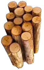 اشجار تالفة للحطب فى نيوزيلندا